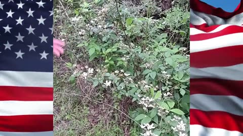 Useful Wild Plants - Blackberry (rubus rosaceae) Short.