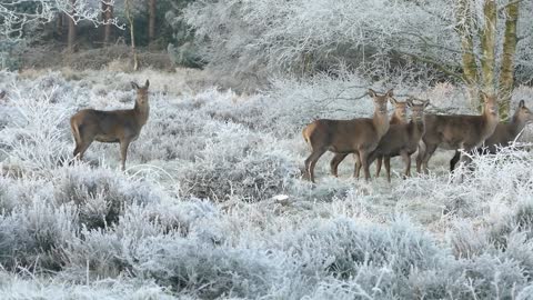 Deer cubs in the snow