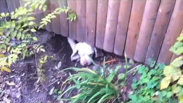 Neighbor's dogs taunting my dog