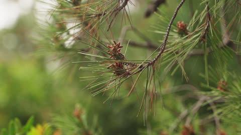 Close-up of Leaves of a Pine Tree