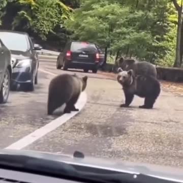 ΚΟΛΛΑ 5 ΜΕ ΑΡΚΟΥΔΑ.