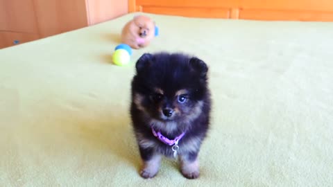 Female Pomeranian Puppies funny videos