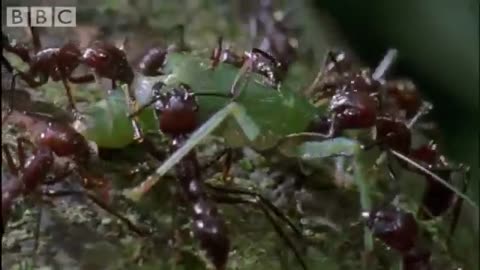 Cordyceps- attack of the killer fungi - Planet Earth Attenborough_Cut.mp4