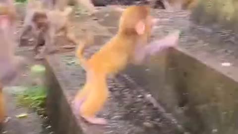 Fun of monkeys