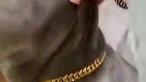 canadian american canada uk dog viral video very funny dog