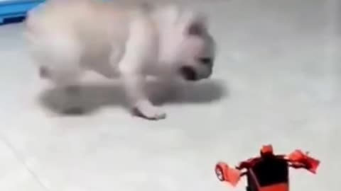 Funny Dog Play RC Car Robot