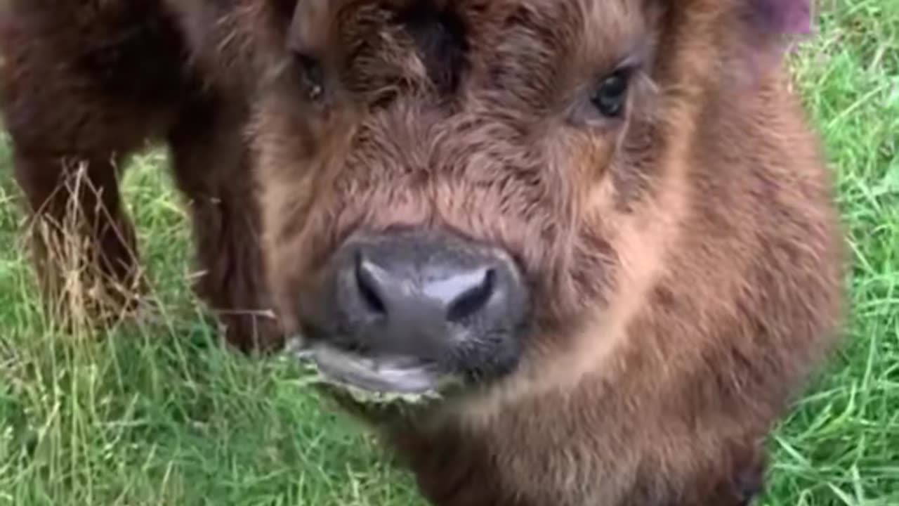 Cute cow #babycow #cowoftiCute #cutecow