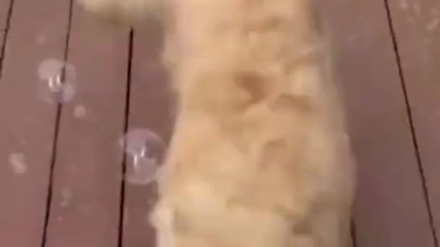 Cute dog playing with bubbles in high