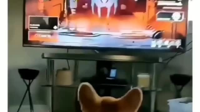 Tv rocks dog shocks 😲