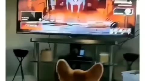 Tv rocks dog shocks 😲