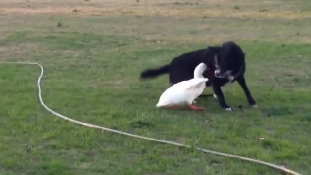 Brave duck fight with 2 dogs