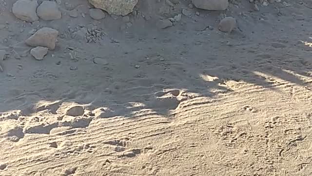 Dog need help