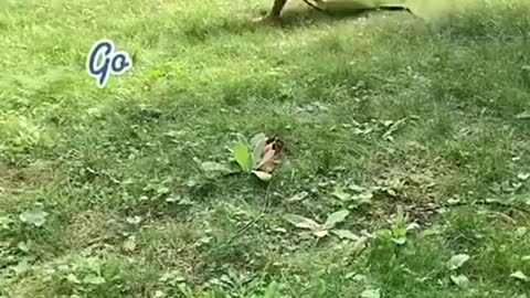 Playing ball on his last day because it was his favourite thing