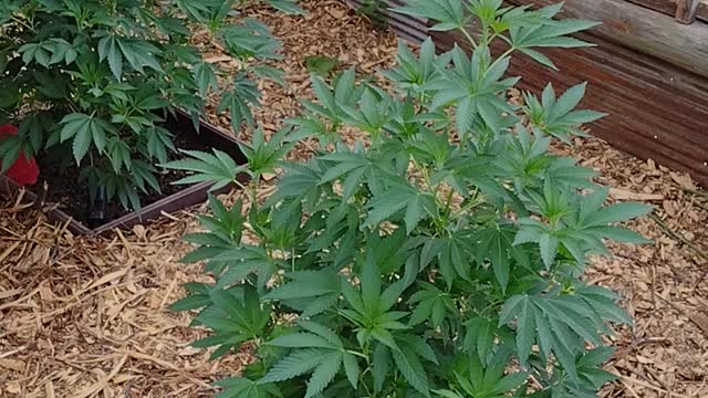 Greenhouse grow part 2