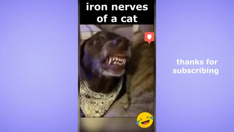 Try not to laugh. Funny videos pets