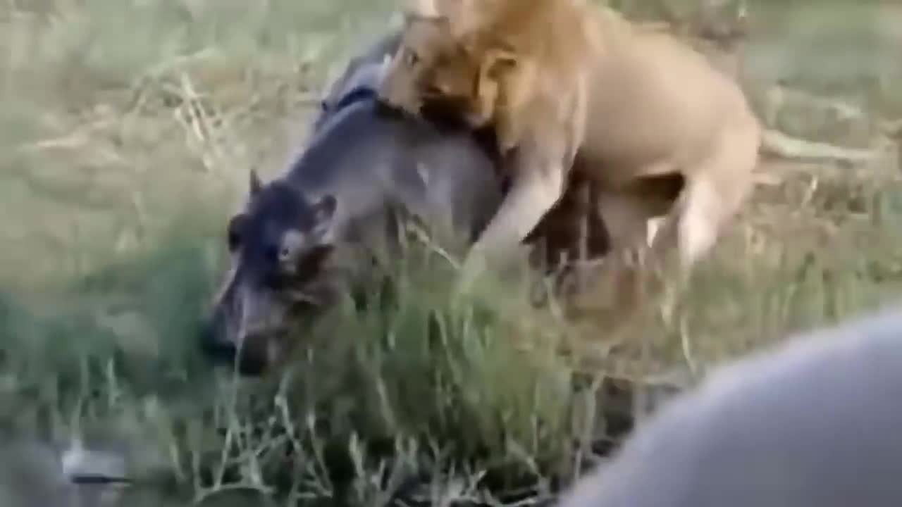 Lion's Failed Hunt Is Prevented By Hippo - Great Battle Of Lion Attack Hippo-19