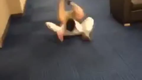 White shirt rolls over blue dorm carpet then gets up and faceplants