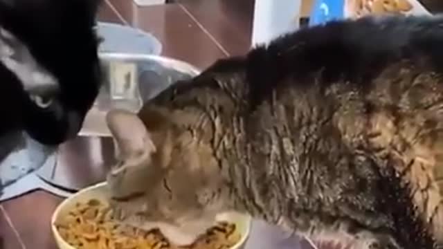 Funniest Animals - Cutest Animals Ever 😁