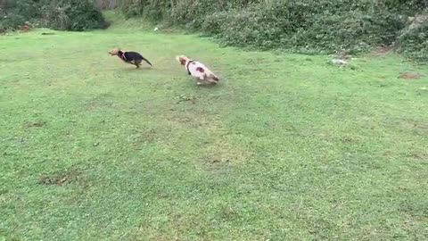 dogs running