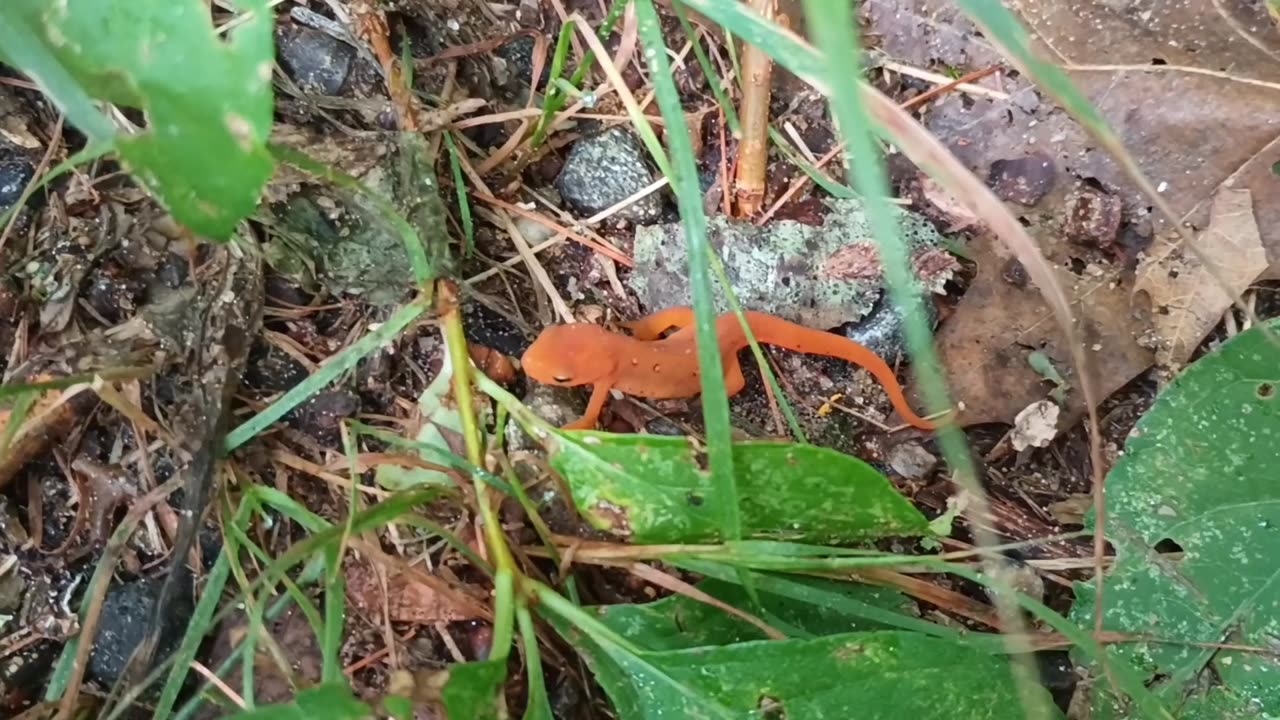 Eastern Newt