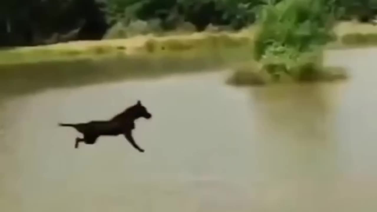 Epic Animal Reaction #shorts #viral #animal #reaction