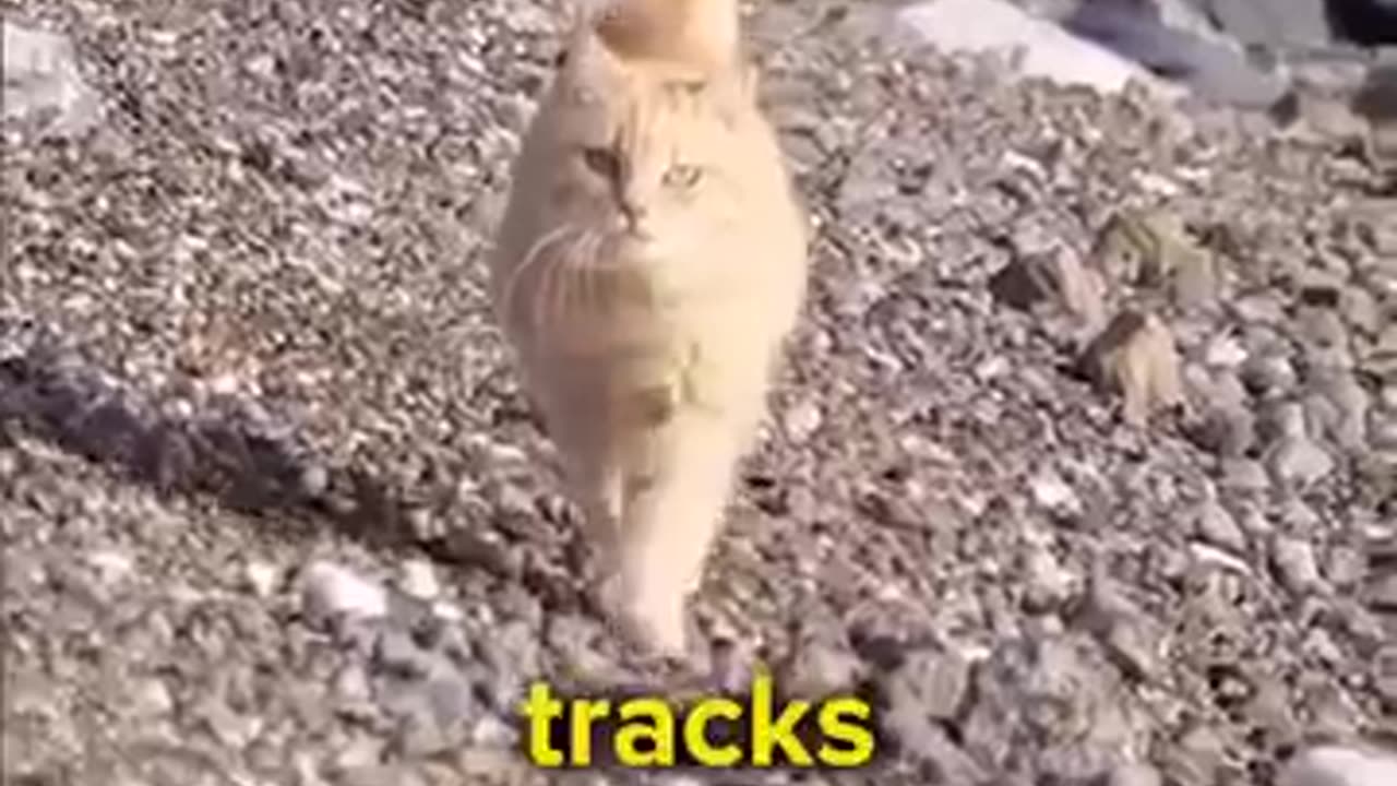 Cat Facts That You NEED To Know