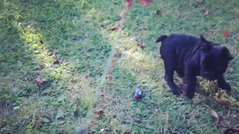 Rolf is playing sooo cuutee!! Cute Dog