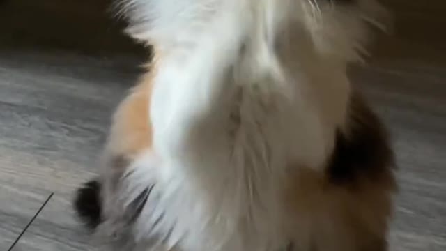 YesDayChallenge#cat