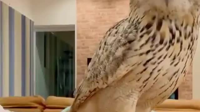 Owl playing with me