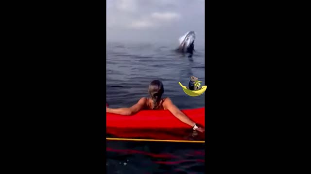 Big whale jumps out of the water!!!