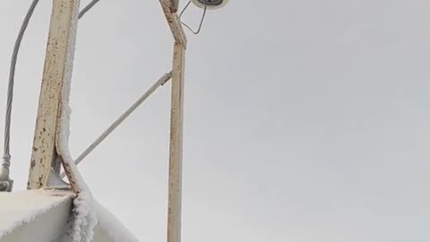 sorry for the bird