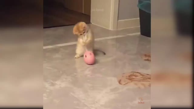 funny cat || funy cats || cat || cats || cat videos || beautiful pets || pets #cats #cat #babycat #babycatvideo #babycatvideos #funycat #funycats #funyvideo #funyvideos #viral #viralvideos #trainding #traindingvideos #viralcats #viralbabycats #foryou