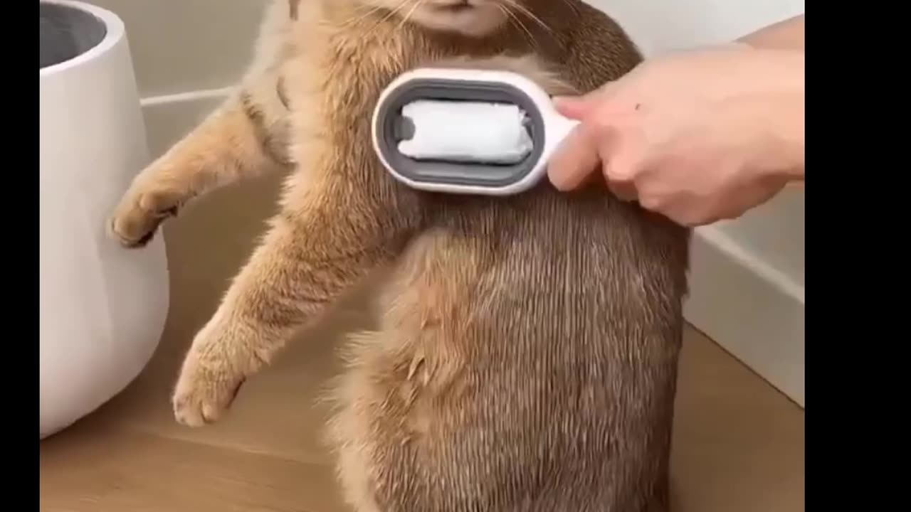 Funny Animal video 🤣😂