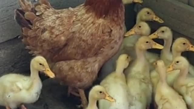 Chicken Adopted Small Ducks