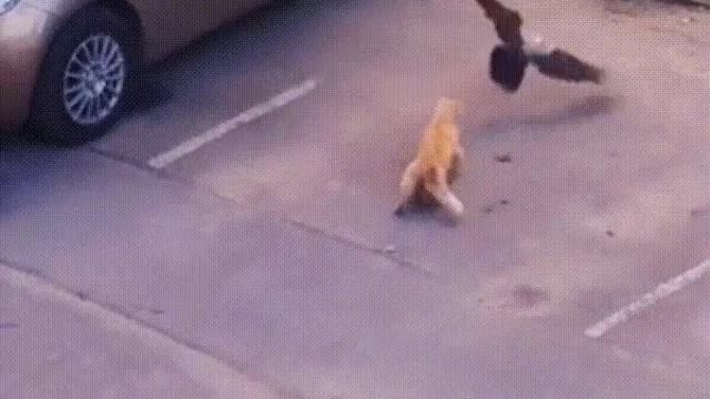Funny cat and crow