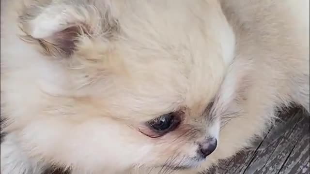 Funny Cute Pomeranian Puppies Playing In The Garden