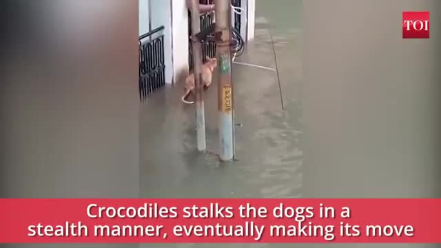 When a crocodile almost made a meal of dogs.love