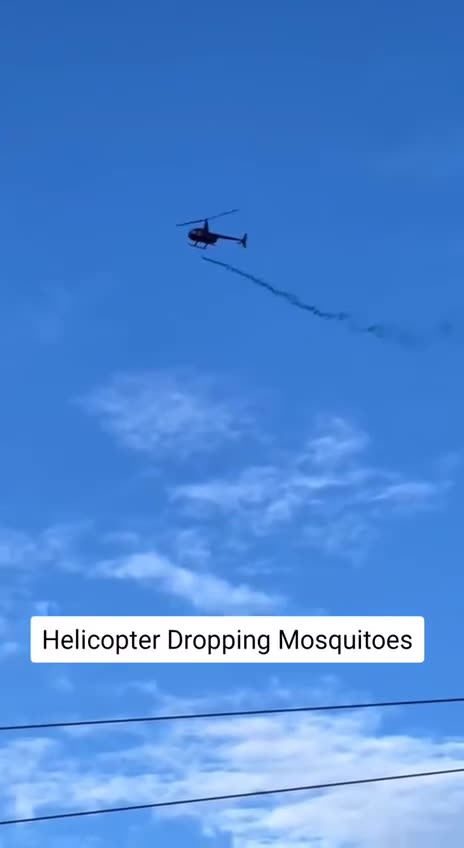 Genetikailag módosított szúnyogokat engednek szabadon