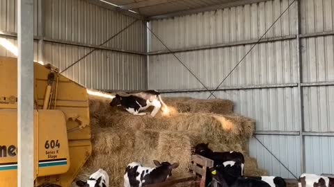 Parkour Calf Climbs up Hay Bales