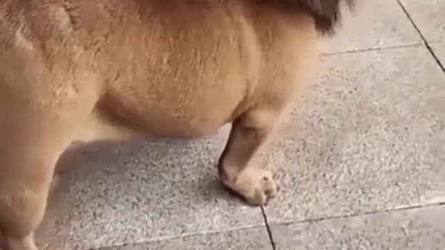 🤣Funny dog video🤣