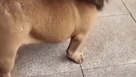 🤣Funny dog video🤣