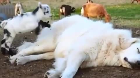 Goat jump on dog funny moment