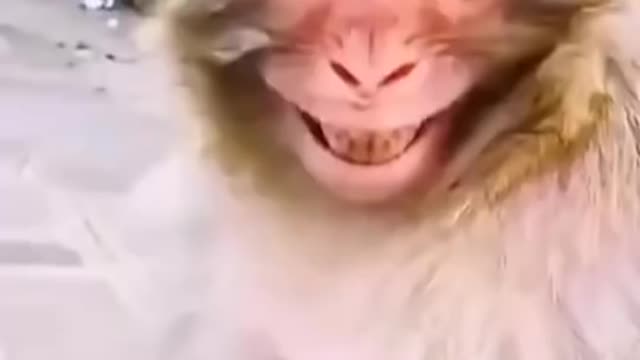 The monkey's smile🤣🤣