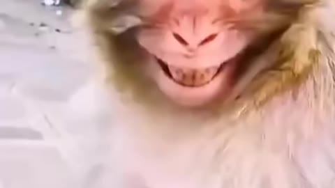 The monkey's smile🤣🤣