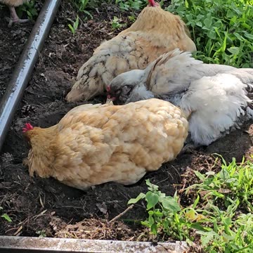 OMC! Why are chickens in dirt so cute and enjoyable to watch? #chickens #dirt #bathing #shorts
