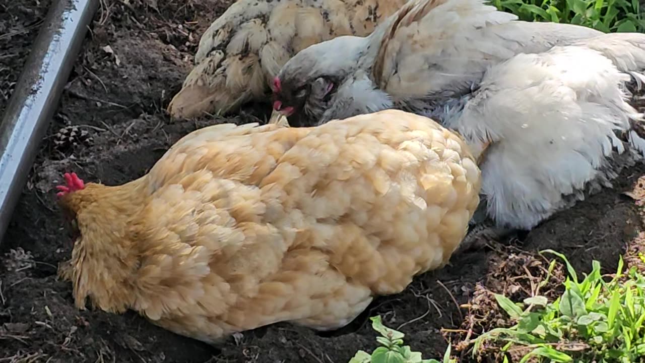 OMC! Why are chickens in dirt so cute and enjoyable to watch? #chickens #dirt #bathing #shorts