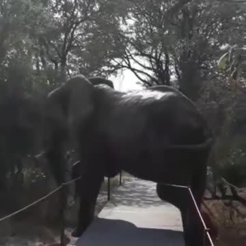 Elephant Runing In The Forest #Elephant_Runing_In_The_Forest #Elephant #animals_Nuture