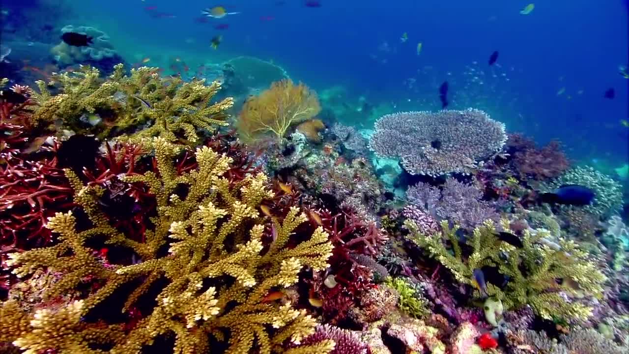 NATURE IS SPEAKING Â IAN SOMERHALDER IS CORAL REEF | CONSERVATION INTERNATIONAL