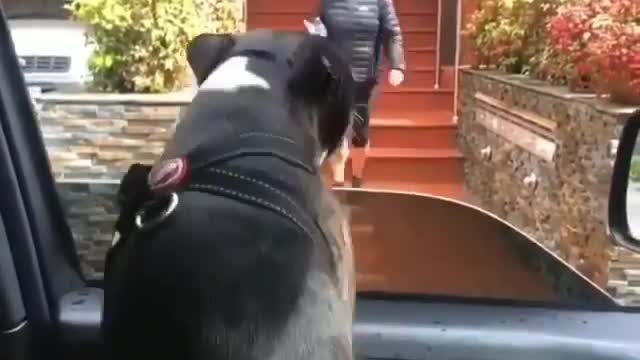 Boston Terrier See's Owner For The First Time In Weeks!