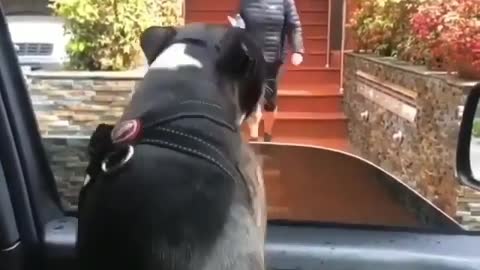 Boston Terrier See's Owner For The First Time In Weeks!